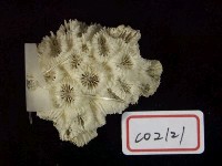 珊瑚化石藏品圖，第2張